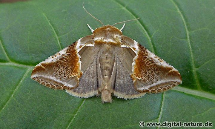 Achat-Eulenspinner Habrosyne pyritoides