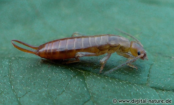 Wald-Ohrwurm (Chelidurella acanthopygia, syn. Chelidurella guentheri)