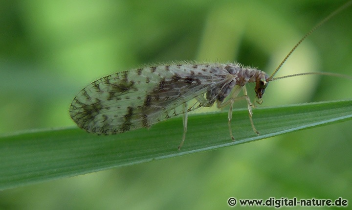 Gefleckter Taghaft Micromus variegatus