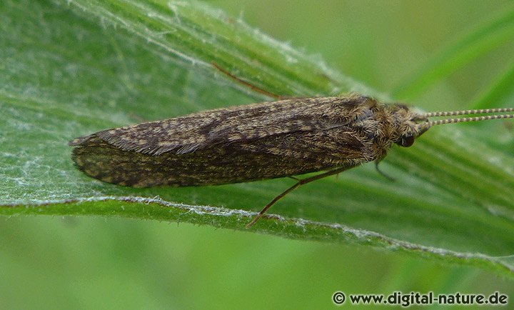 Köcherfliegen-Gattung Polycentropus