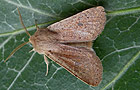 Orthosia cruda