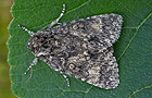 Acronicta megacephala