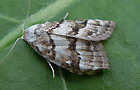 Nola cf. aerugula