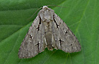 Acronicta psi