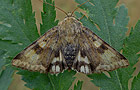 Heliothis viriplaca