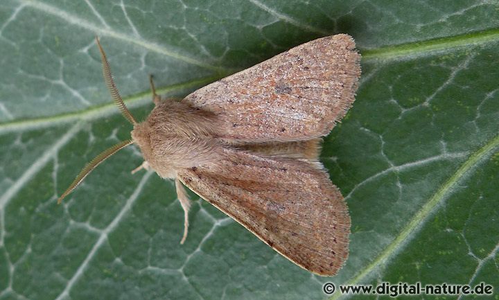 Kleine Kätzcheneule Orthosia cruda