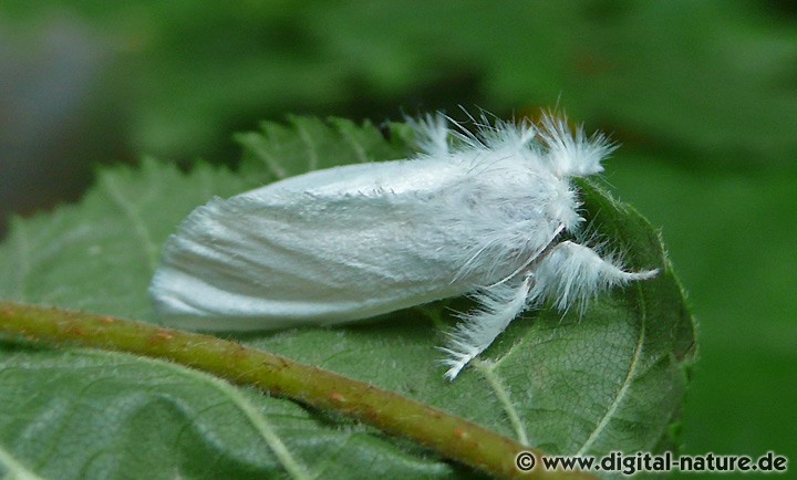 Schwan Euproctis similis