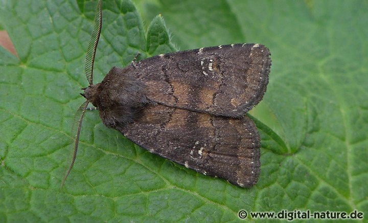 Dunkle Waldschatteneule Rusina ferruginea