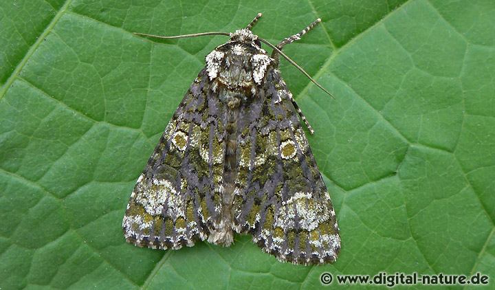 Liguster-Rindeneule Craniophora ligustri