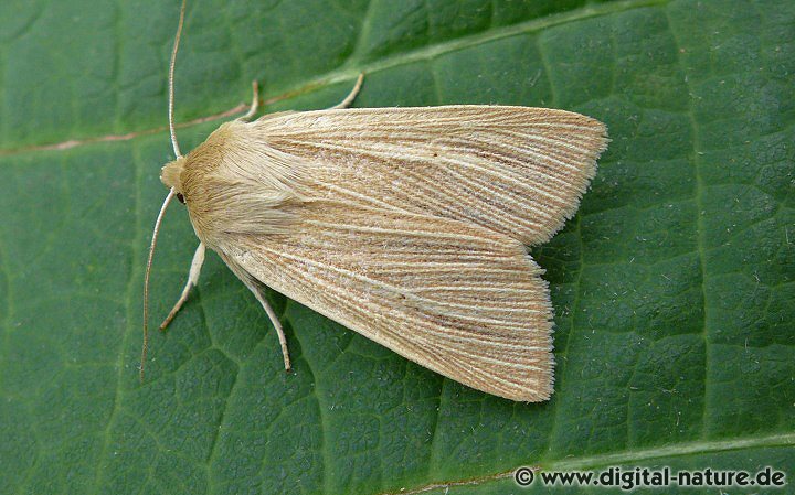 Bleiche Graseule oder Weißadereule Mythimna pallens