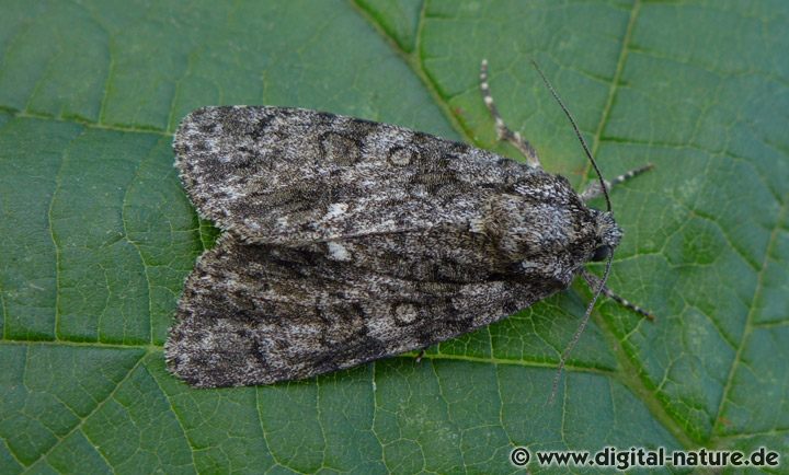 Ampfer-Rindeneule Acronicta rumicis