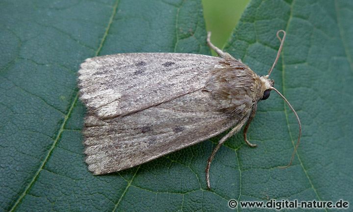 Dreipunkt-Glanzeule Amphipyra tragopoginis