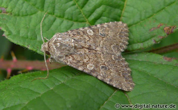 Meldenflureule oder Kleefeldeule Anarta trifolii