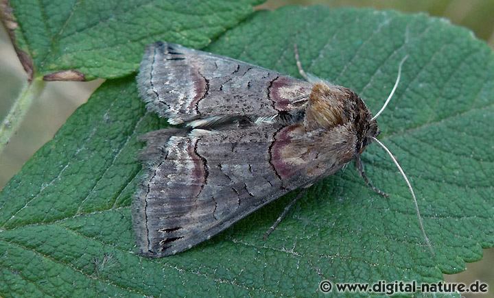 Dunkelgraue Nessel-Höckereule Abrostola triplasia