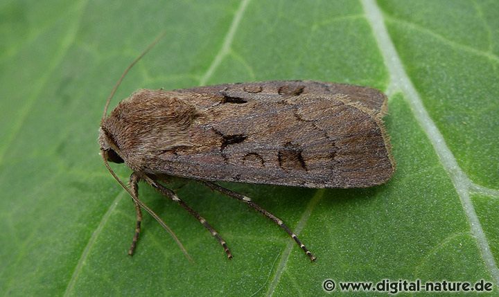 Ausrufungszeichen Agrotis exclamationis