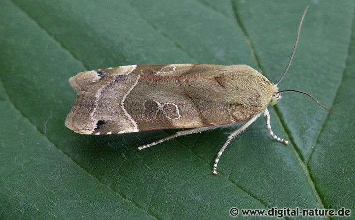 Bunte Bandeule Noctua fimbriata