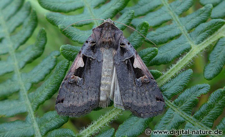 Schwarzes C (Xestia c-nigrum)