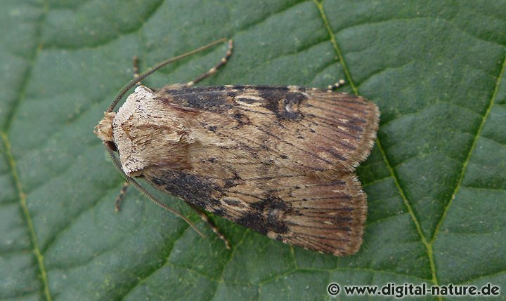 Agrotis puta Männchen