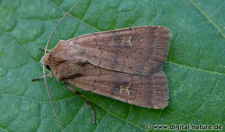 Braune Spätsommer-Bodeneule Xestia xanthographa