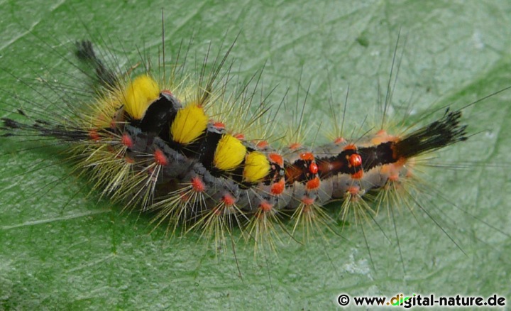 Die Raupen von Orgyia antiqua findet man in lichten Wäldern, auf der Wiese oder in Gärten