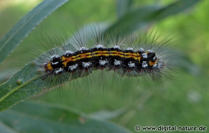 Schwan Raupen (Euproctis similis) findet man an verschiedenen Laubbäumen