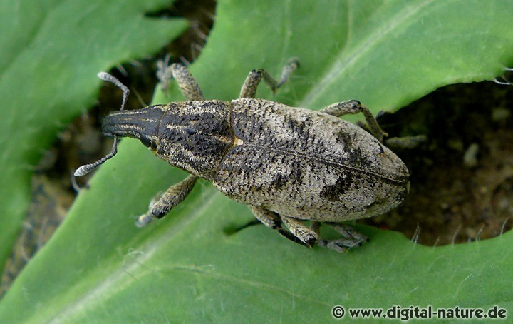 Distelgallenrüssler Cleonis pigra