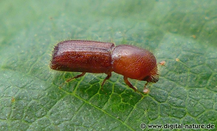 Gehöckerter Eichenholzbohrer Xyleborus monographus