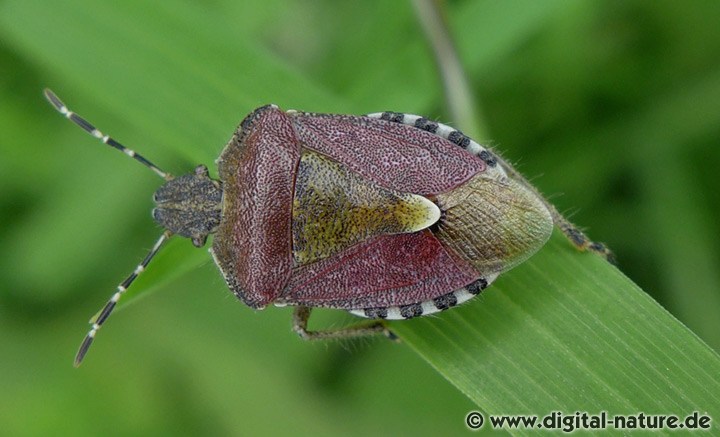 Dolycoris baccarum Lebensräume