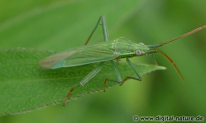 Rotbeinige Graswanze Stenodema calcarata