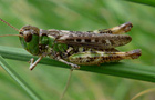 Gefleckte Keulenschrecke