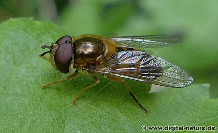 Zweiband-Wiesenschwebfliege Epistrophe eligans