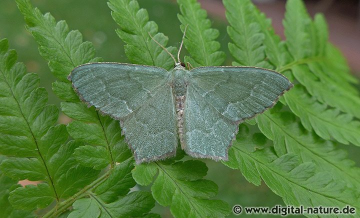 Gebüsch-Grünspanner Hemithea aestivaria