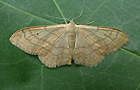 Idaea aversata