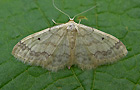 Idaea biselata