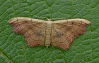 Idaea emarginata