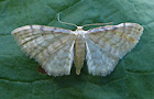 Idaea fuscovenosa