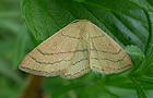 Cyclophora linearia