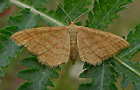 Idaea ochrata