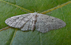 Idaea seriata