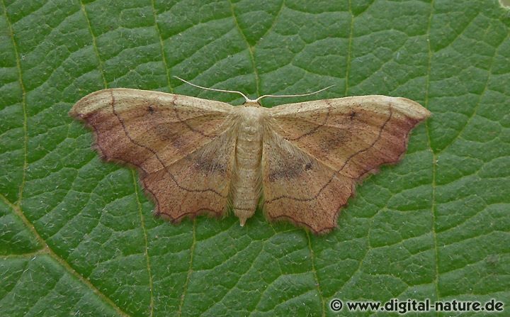 Zackenrand-Zwergspanner Idaea emarginata