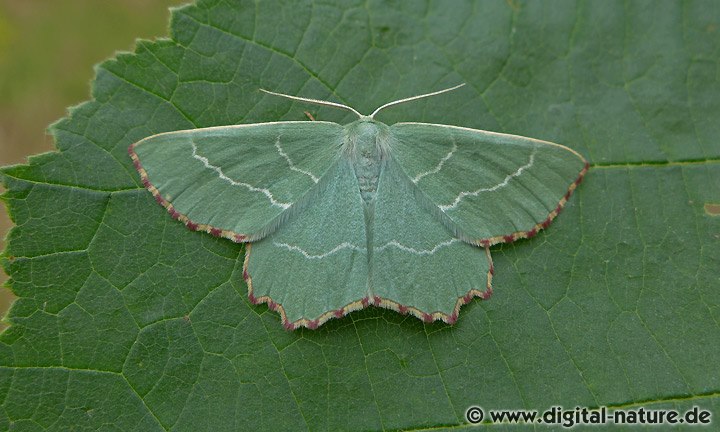 Magerrasen-Grünspanner Thalera fimbrialis