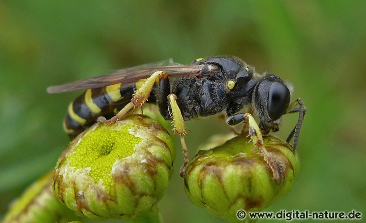 Grabwespe Crabro peltarius Weibchen