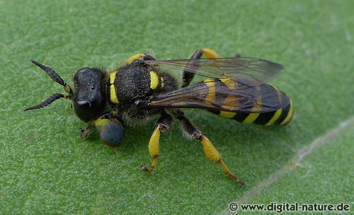 Schildbeinige Silbermundwespe Crabro cribrarius Männchen