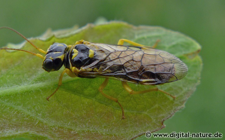 Gespinstblattwespe Pamphilius gyllenhali