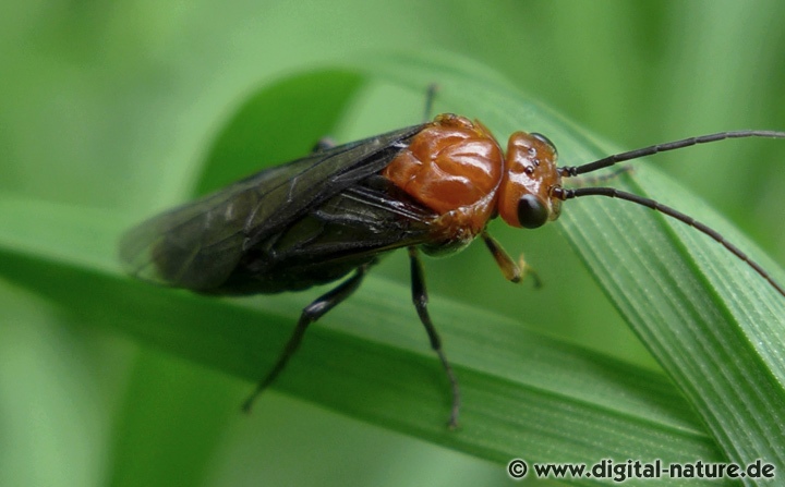 Blattwespe Hemichroa australis