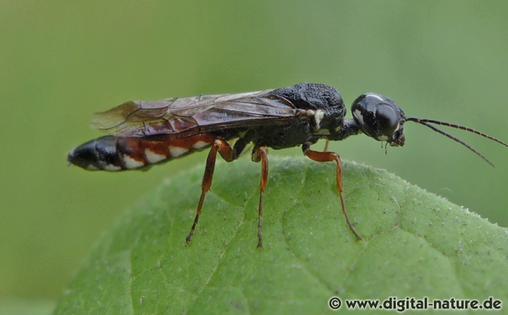 Schwertwespe Xiphydria prolongata Männchen