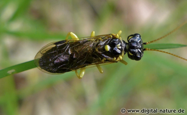 Pamphilius sylvaticus Larven Nahrungspflanzen