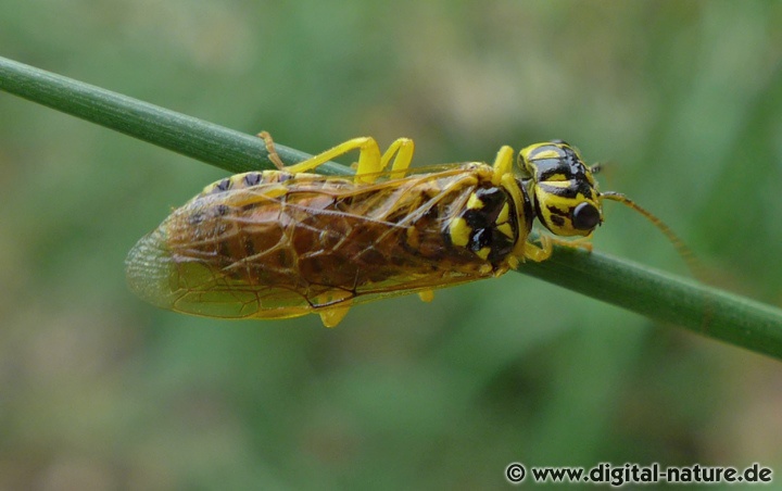 Pamphilius varius Weibchen