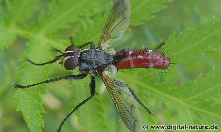 Raupenfliege Cylindromyia bicolor