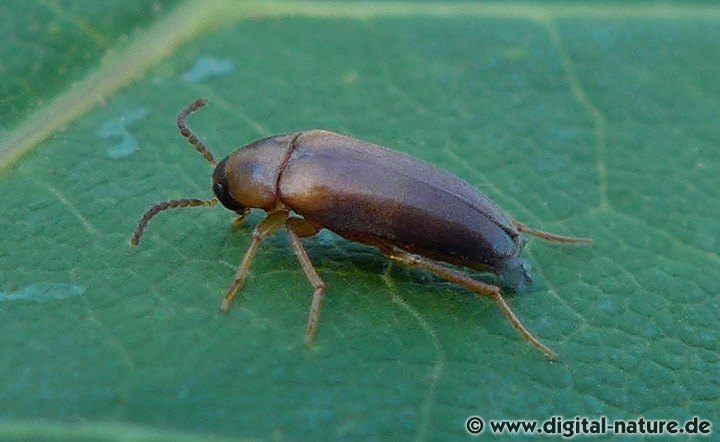 Düsterkäfer Hallomenus binotatus